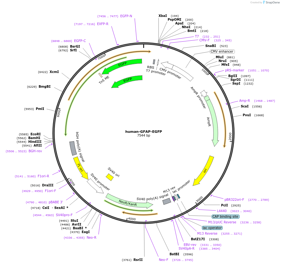 169473-plasmid-map-sequence-id-333372