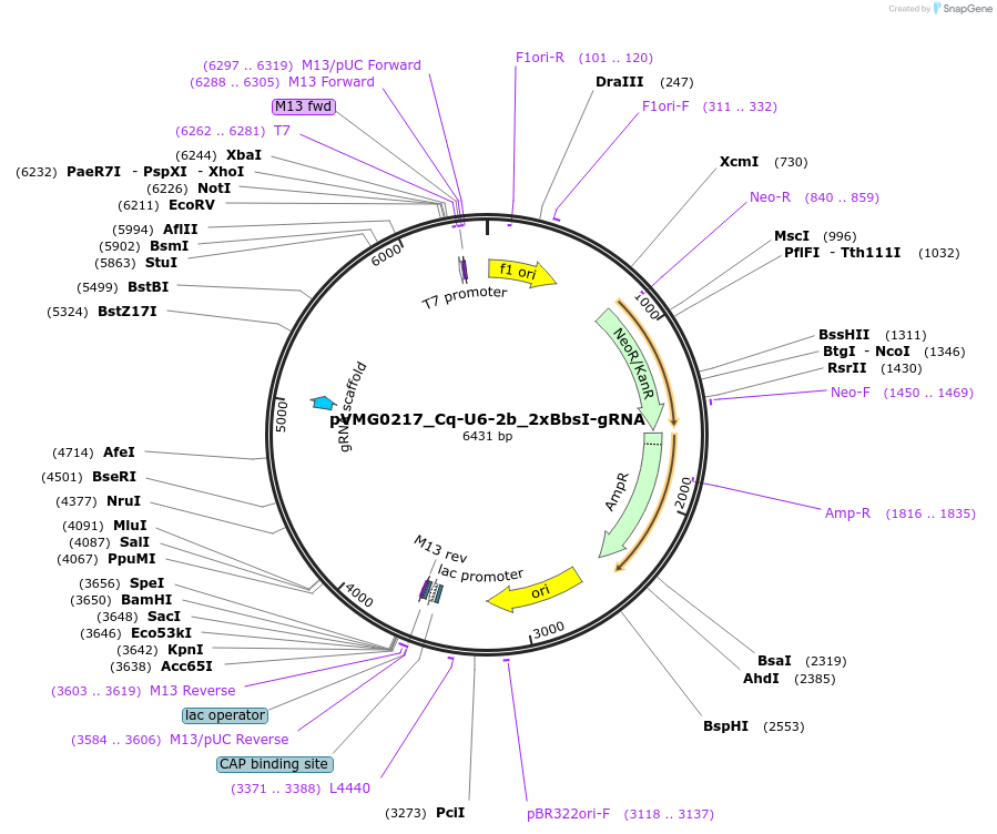 169339-plasmid-map-sequence-id-333376