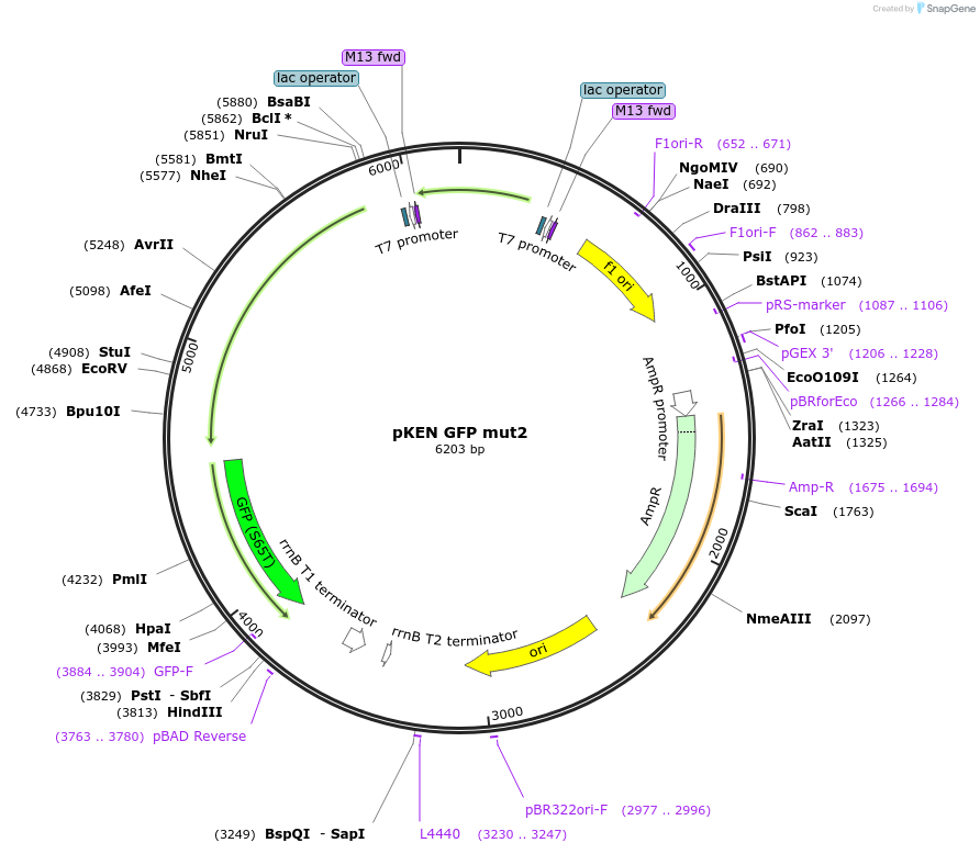 20409-plasmid-map-sequence-id-333378