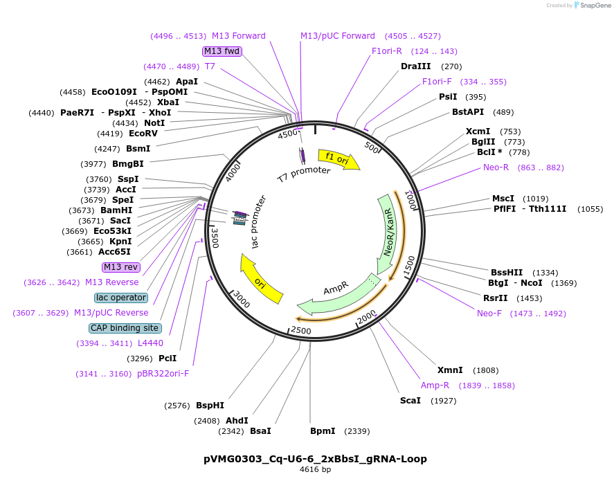 169370-plasmid-map-sequence-id-333380