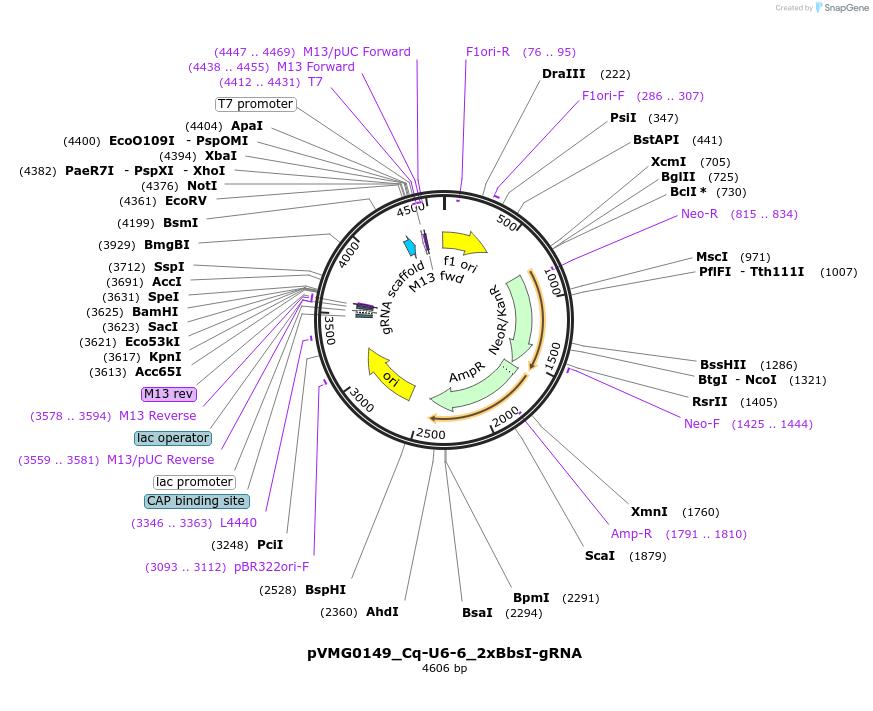169323-plasmid-map-sequence-id-333384