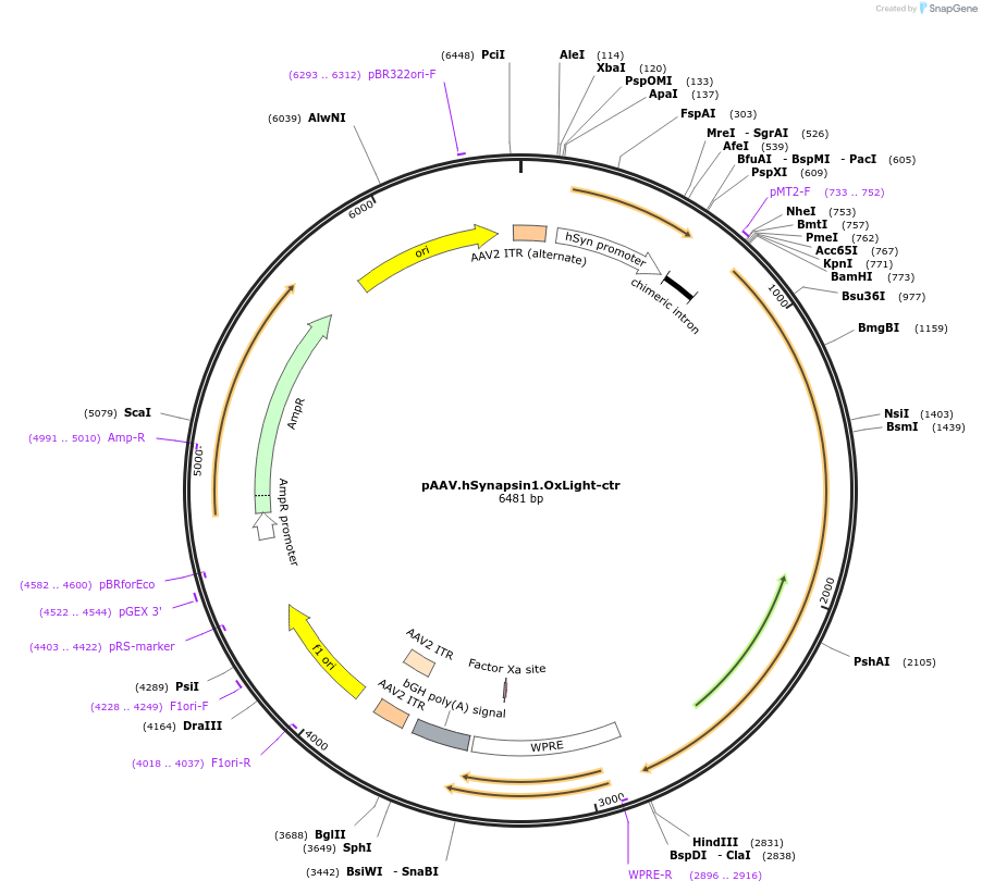 169793-plasmid-map-sequence-id-333394