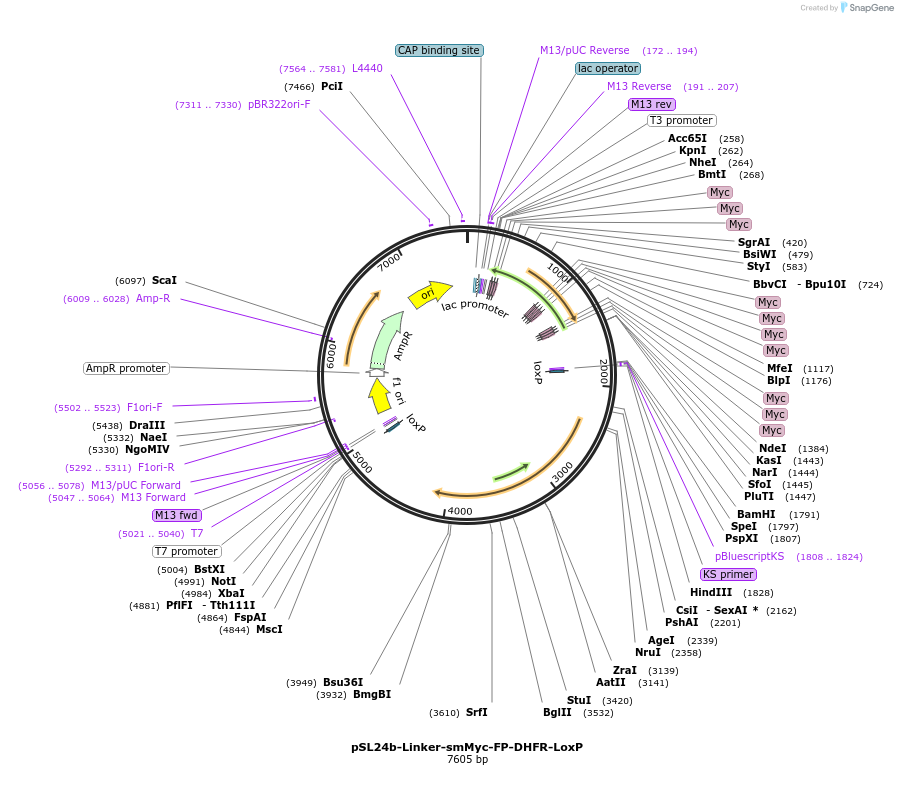 166239-plasmid-map-sequence-id-333396