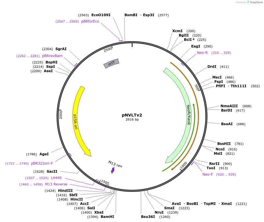 169245-plasmid-map-sequence-id-333403