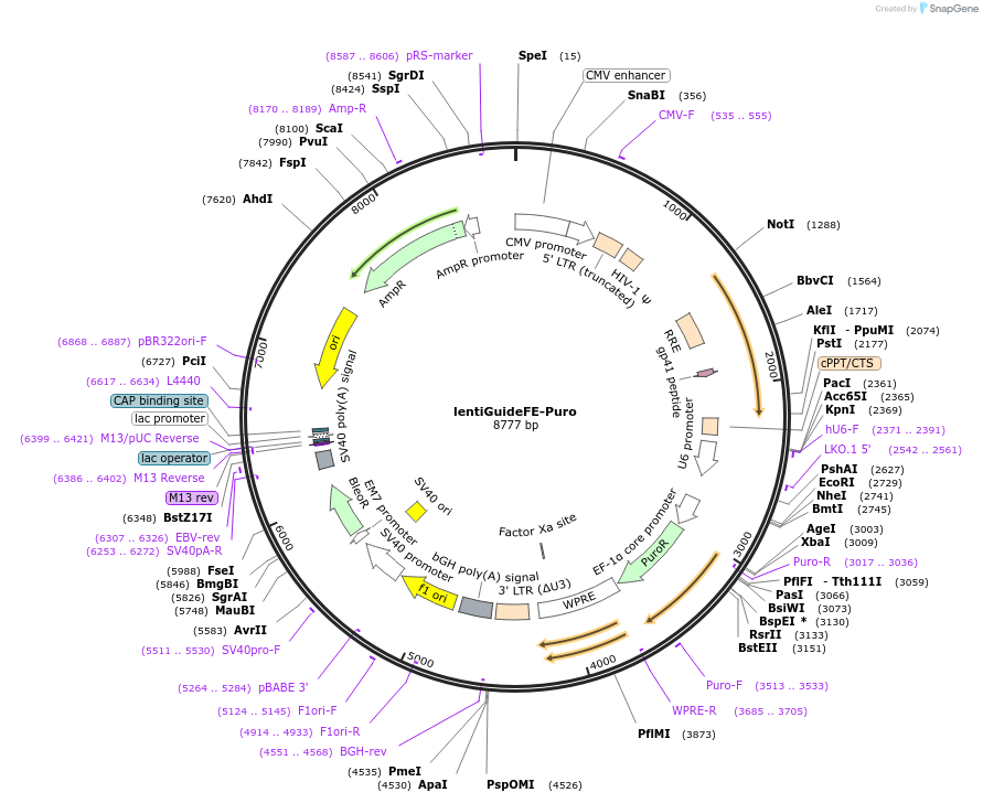 170069-plasmid-map-sequence-id-333408