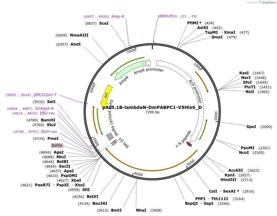 146095-plasmid-map-sequence-id-333414