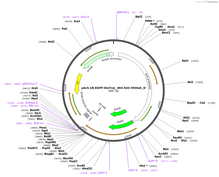 146134-plasmid-map-sequence-id-333416