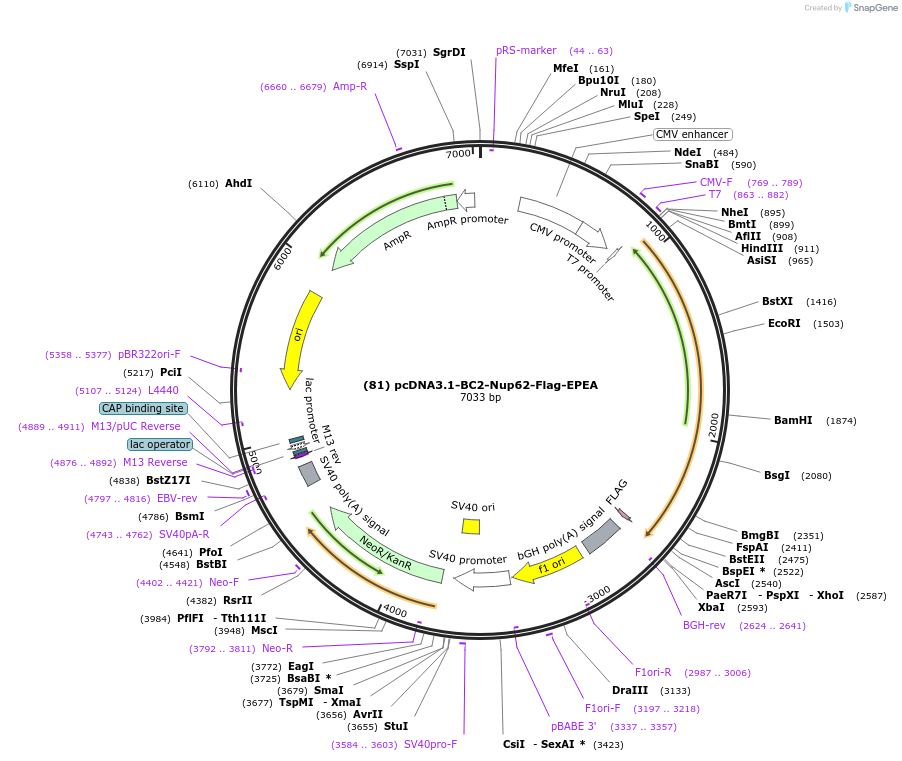 168094-plasmid-map-sequence-id-333443
