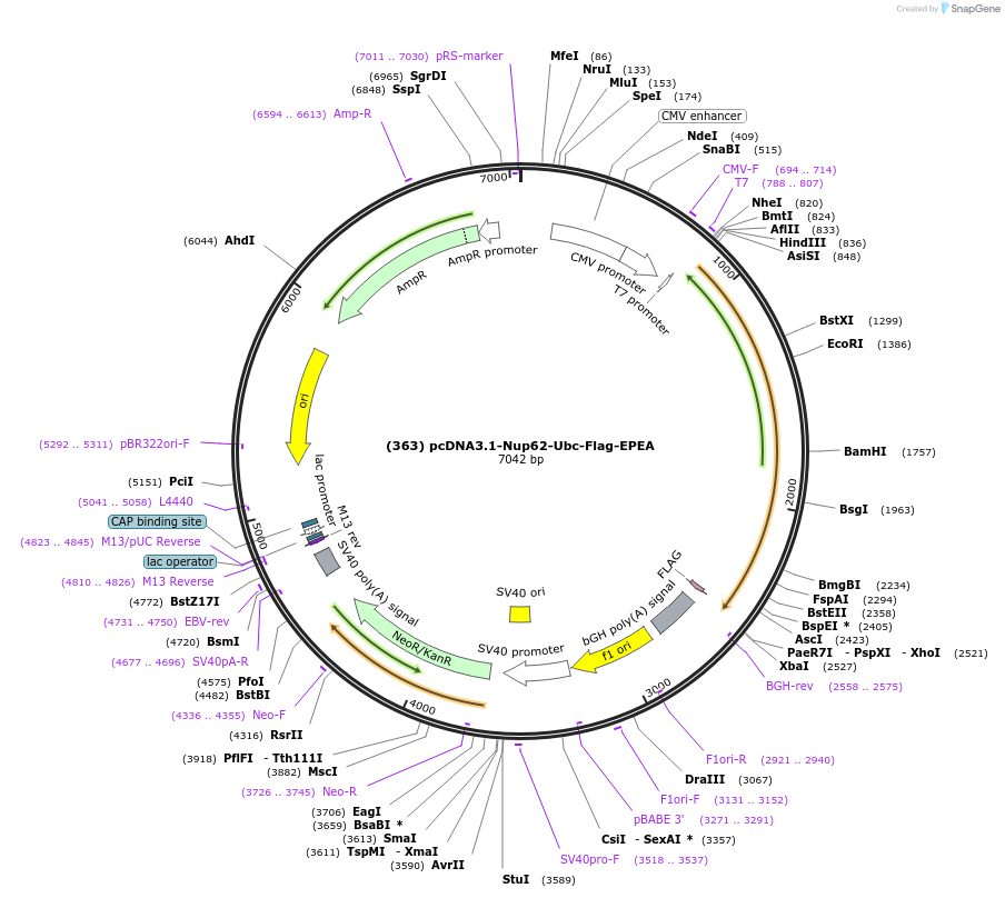 168098-plasmid-map-sequence-id-333444