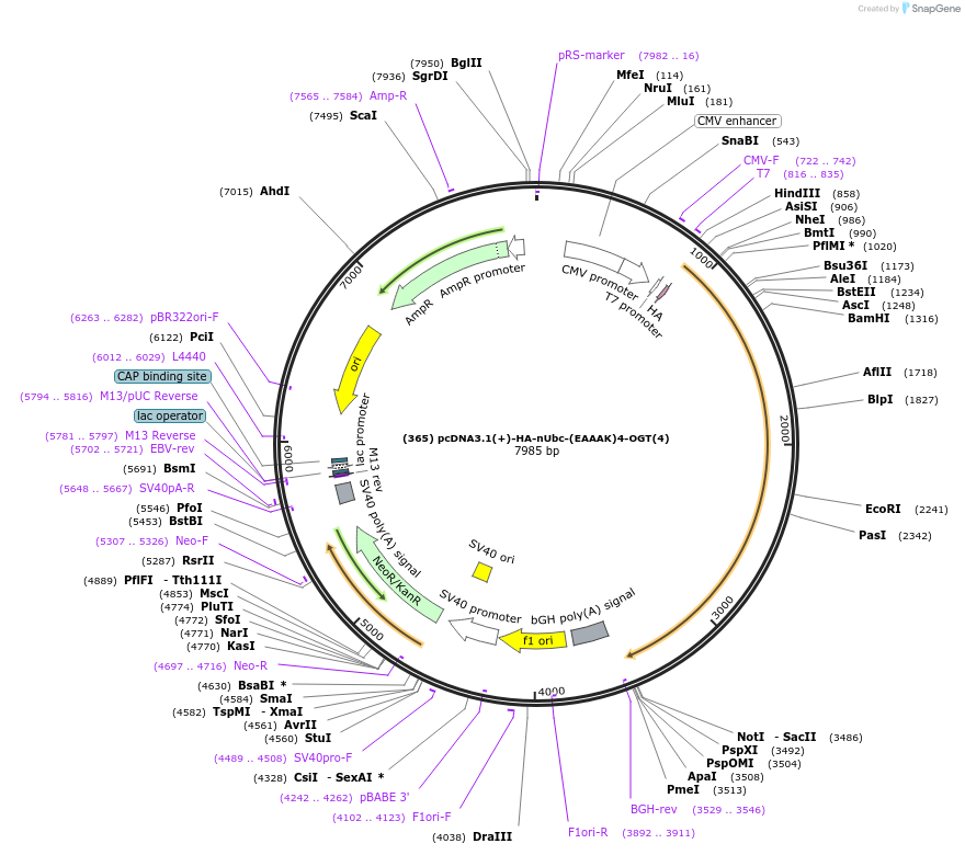 168188-plasmid-map-sequence-id-333450