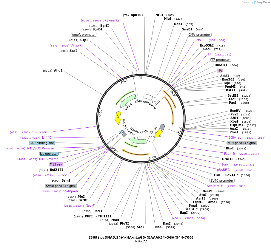 168190-plasmid-map-sequence-id-333452