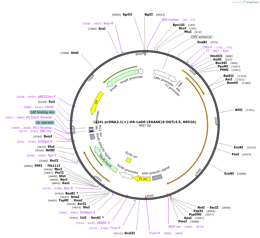 168191-plasmid-map-sequence-id-333453