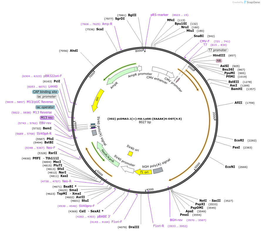 168192-plasmid-map-sequence-id-333454