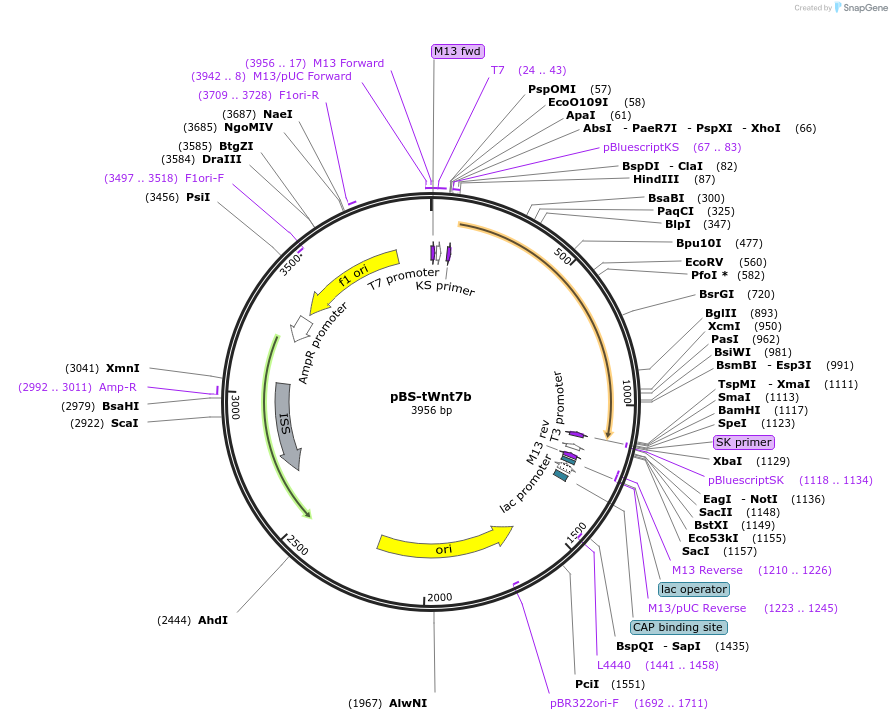 169371-plasmid-map-sequence-id-333457
