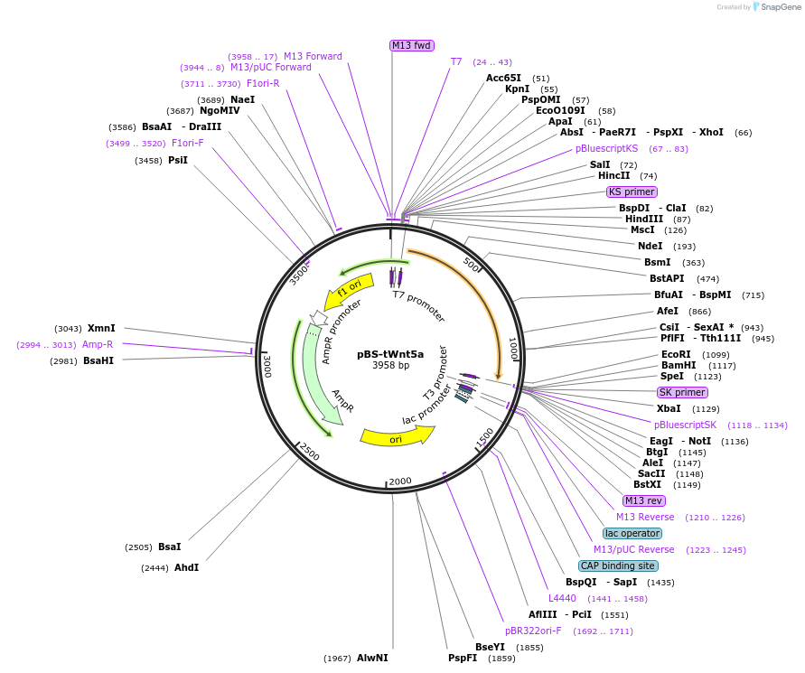169372-plasmid-map-sequence-id-333460