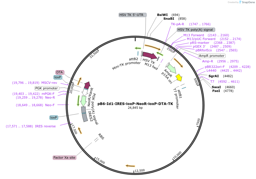 158616-plasmid-map-sequence-id-333472