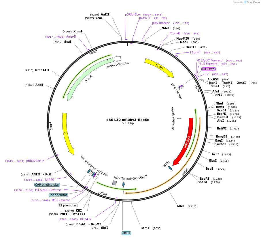 166426-plasmid-map-sequence-id-333503
