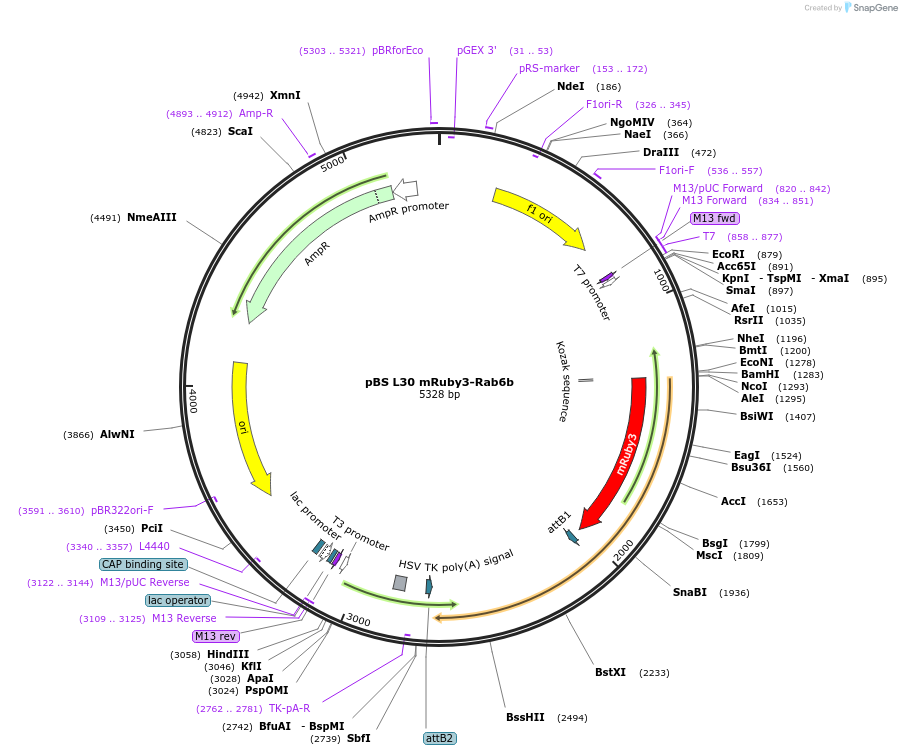 166427-plasmid-map-sequence-id-333504