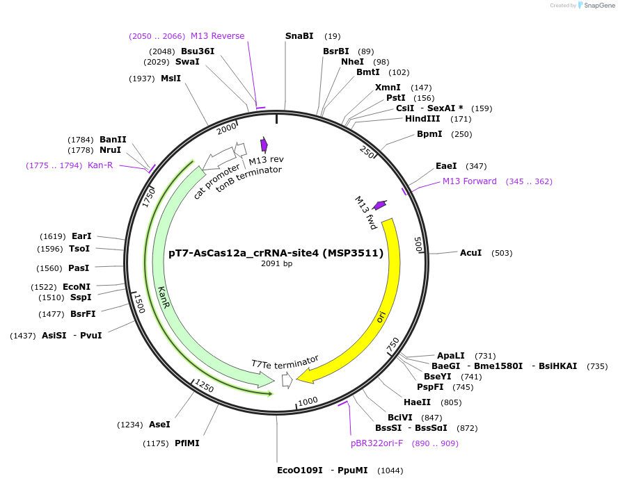160139-plasmid-map-sequence-id-333510