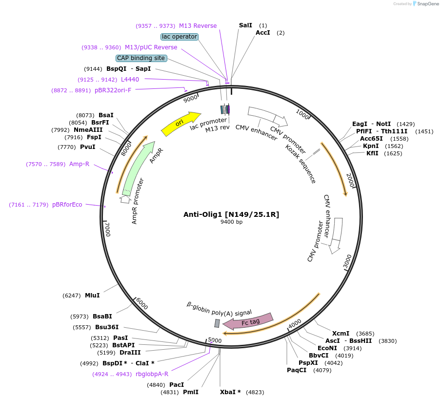 114540-plasmid-map-sequence-id-333518