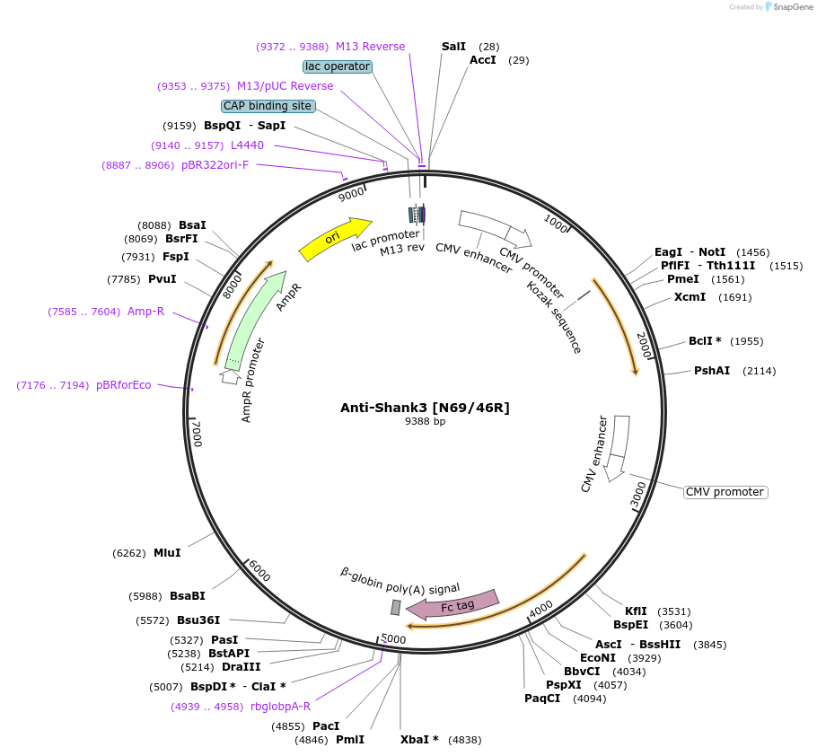 140078-plasmid-map-sequence-id-333519