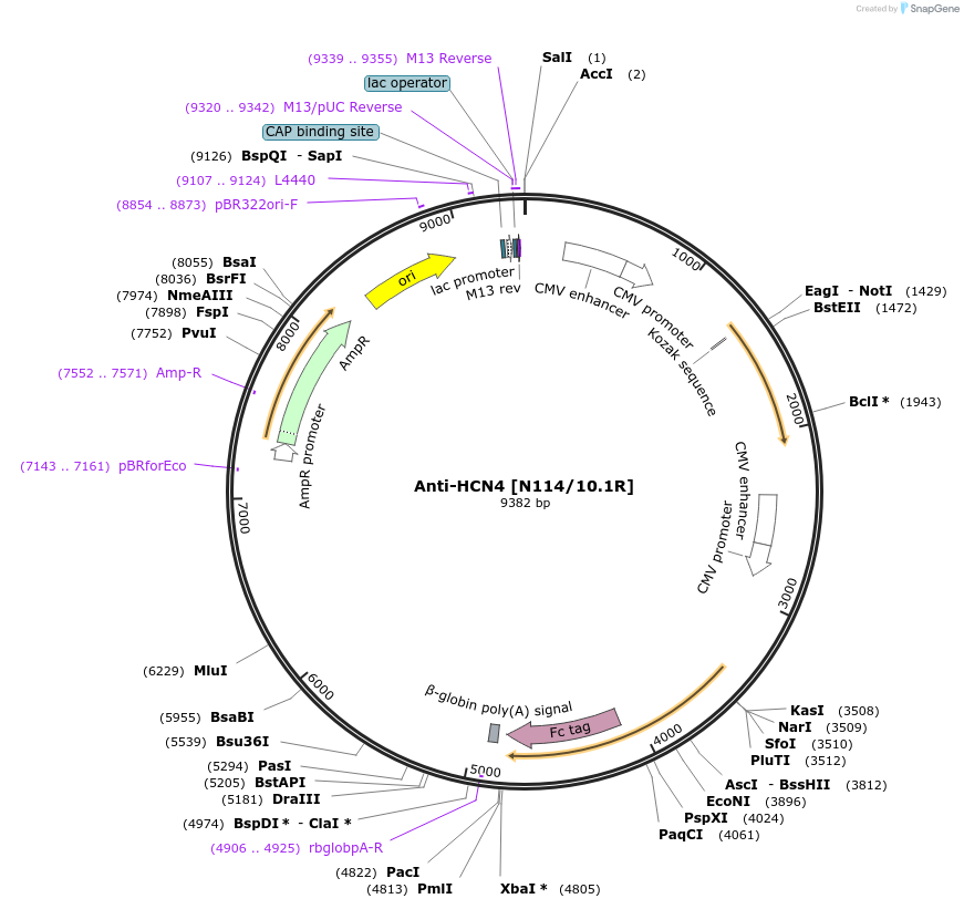 114506-plasmid-map-sequence-id-333520