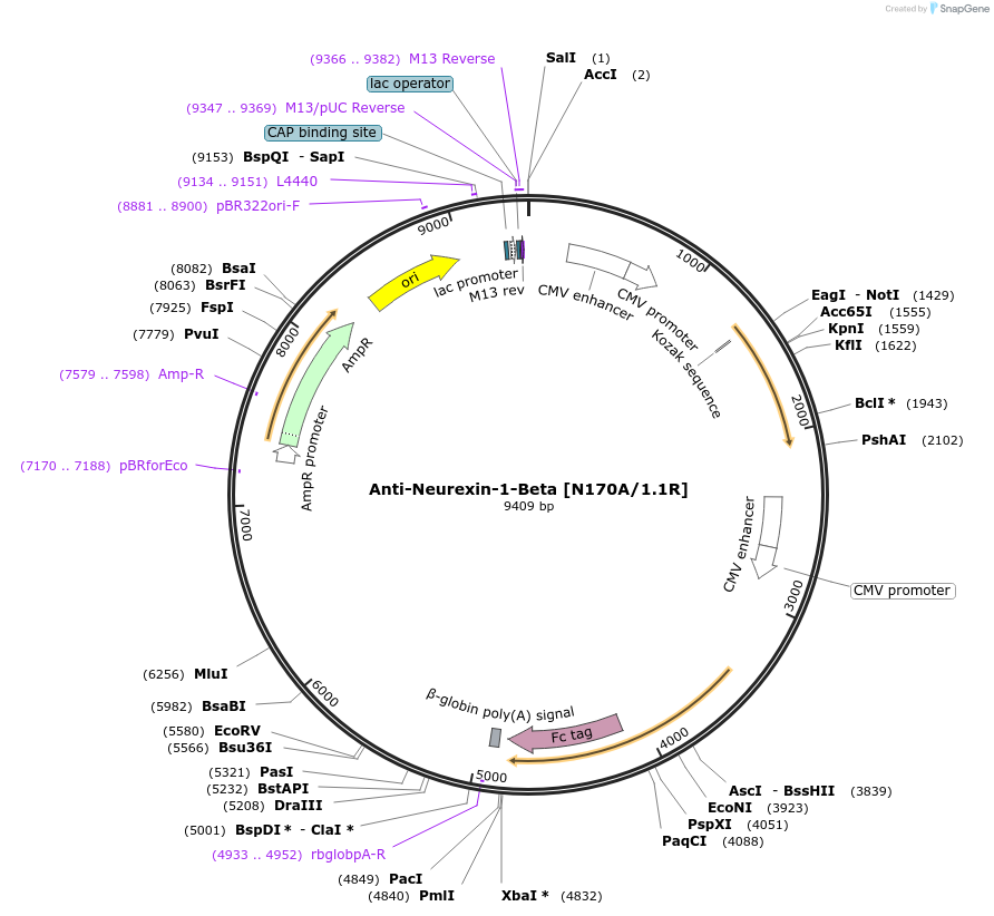114530-plasmid-map-sequence-id-333521