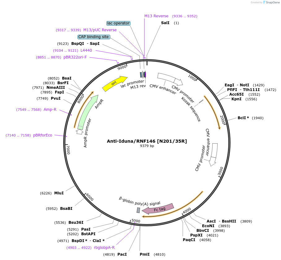 164157-plasmid-map-sequence-id-333535