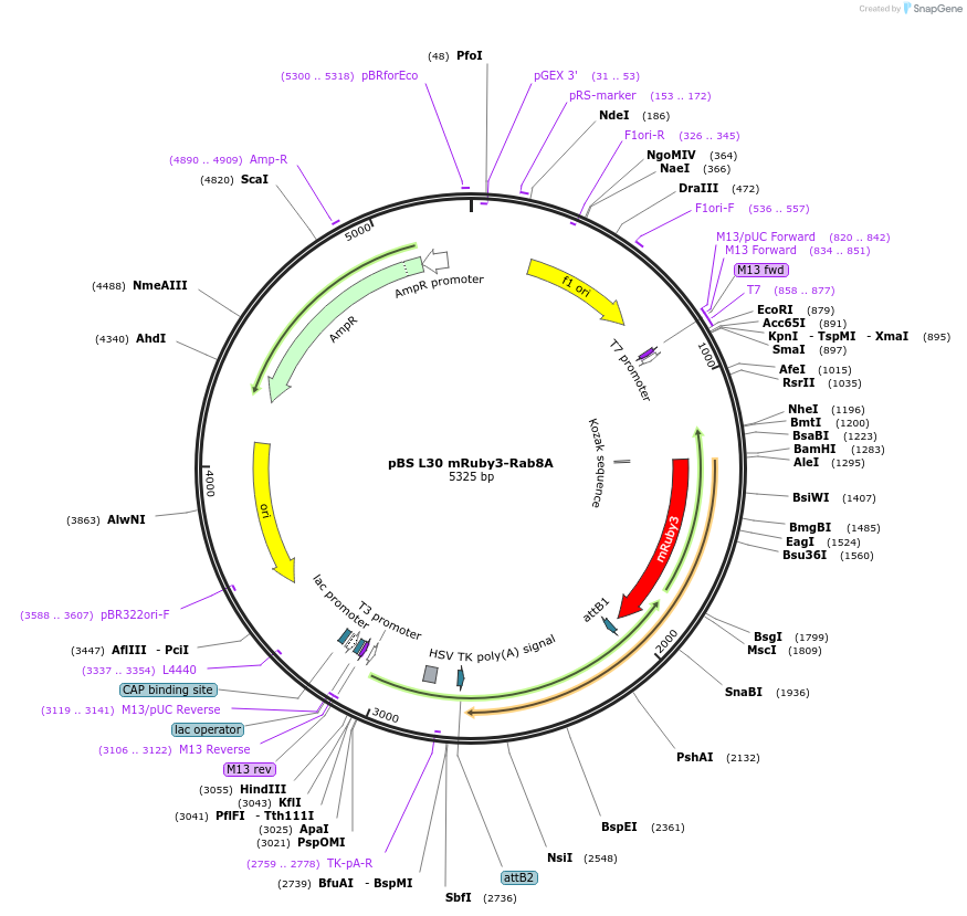 166428-plasmid-map-sequence-id-333537