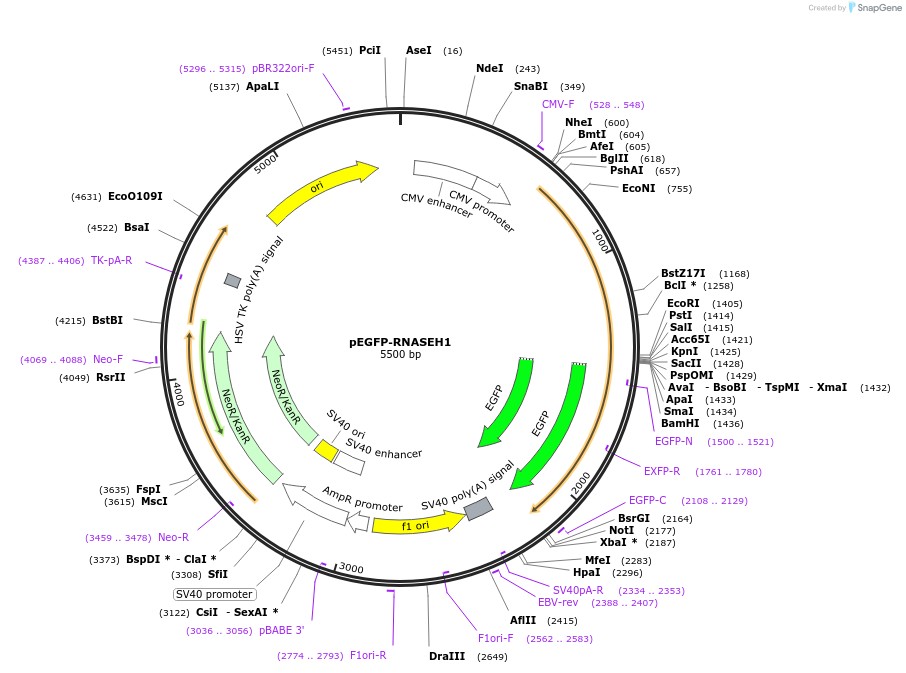108699-plasmid-map-sequence-id-333538