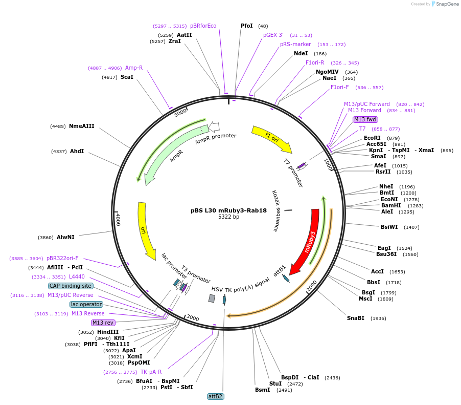 166431-plasmid-map-sequence-id-333545