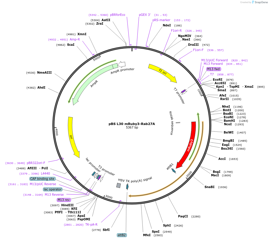 166432-plasmid-map-sequence-id-333547