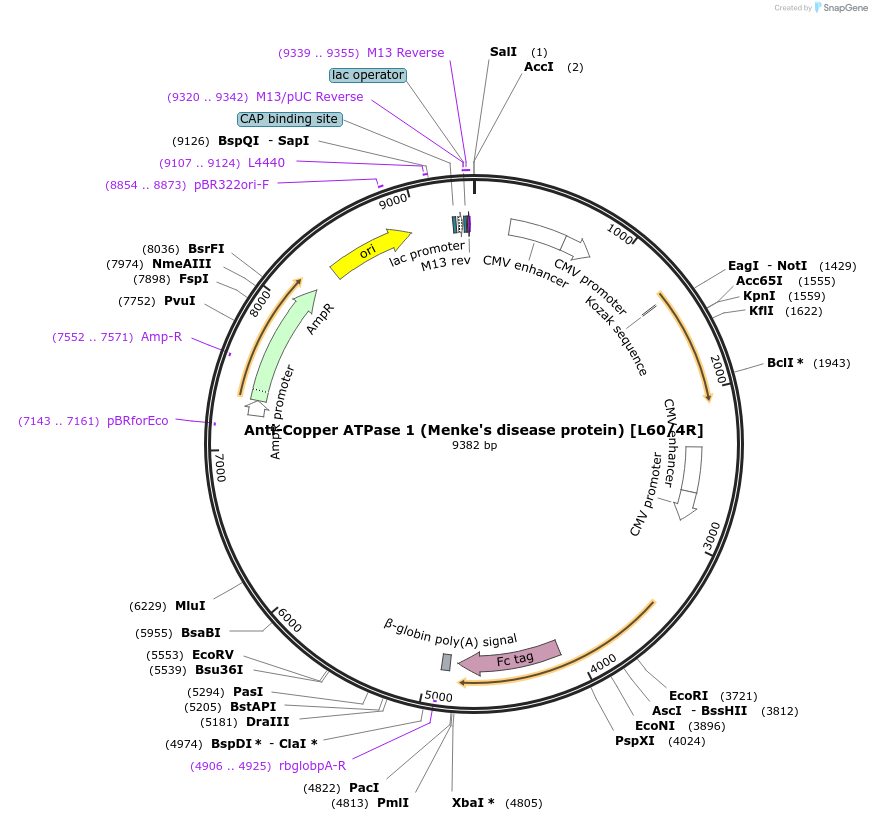 114502-plasmid-map-sequence-id-333549