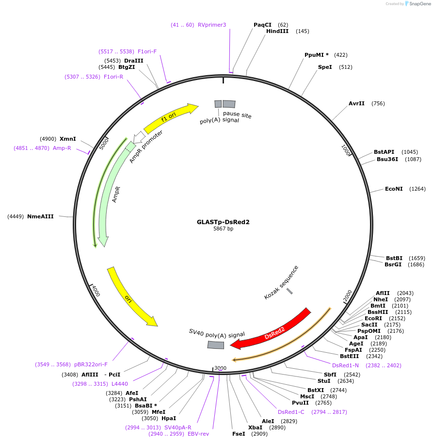 17706-plasmid-map-sequence-id-333557