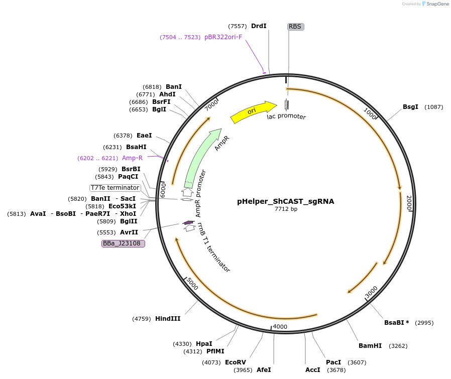 127921-plasmid-map-sequence-id-333562