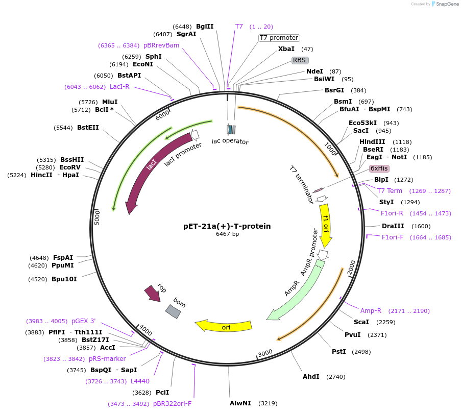 12652-plasmid-map-sequence-id-333572