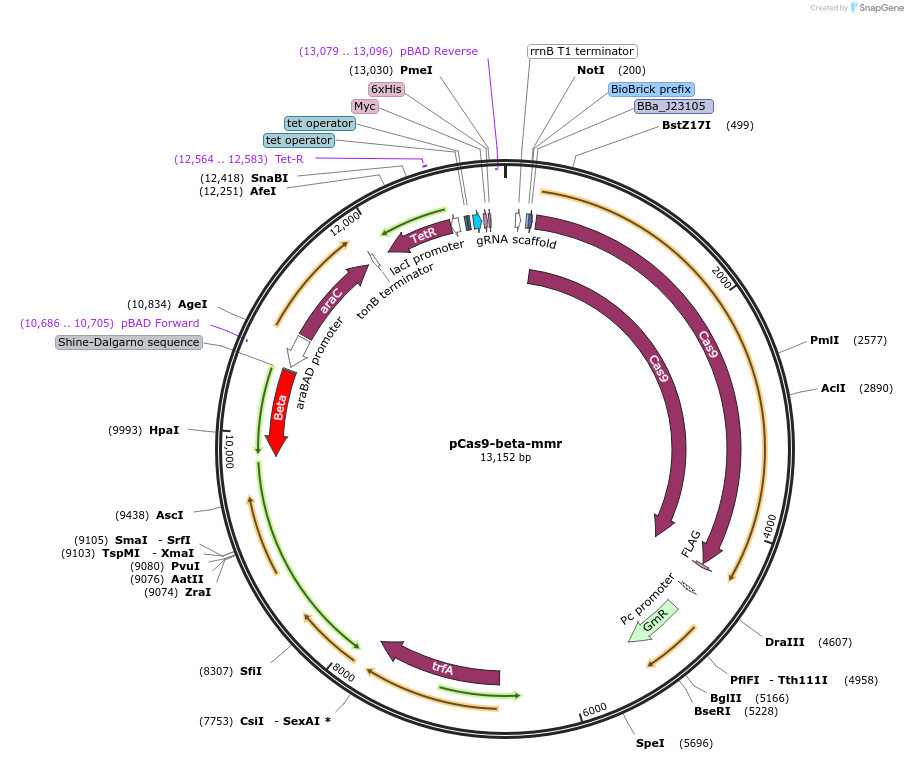 169241-plasmid-map-sequence-id-333575