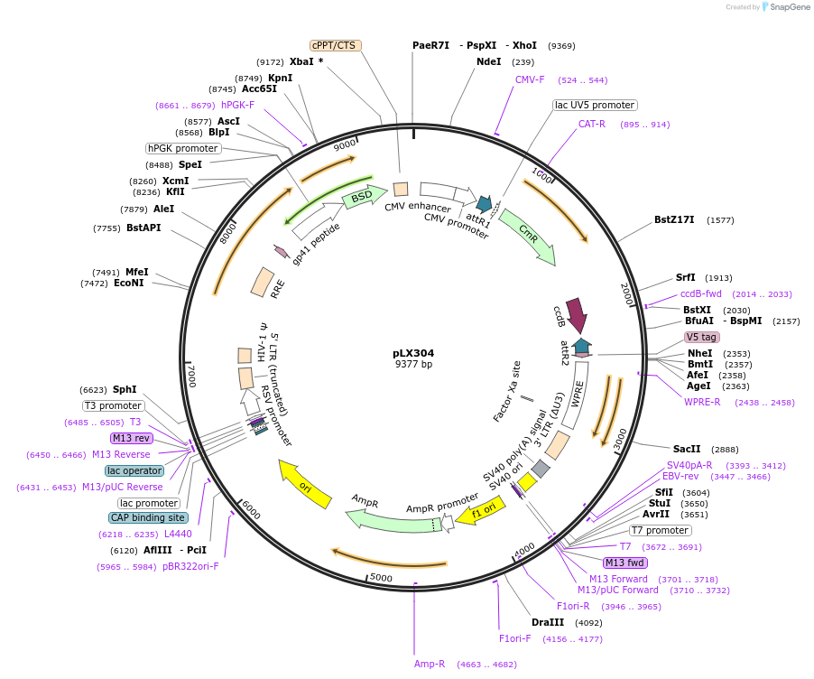 25890-plasmid-map-sequence-id-333598