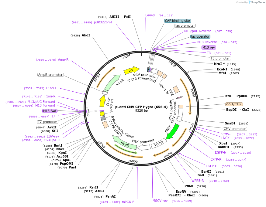 17446-plasmid-map-sequence-id-333600