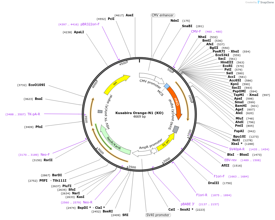 54793-plasmid-map-sequence-id-333606