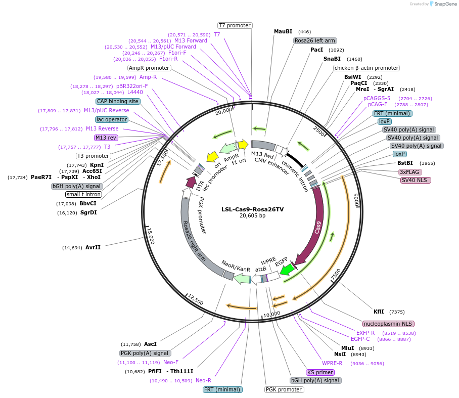61408-plasmid-map-sequence-id-333613