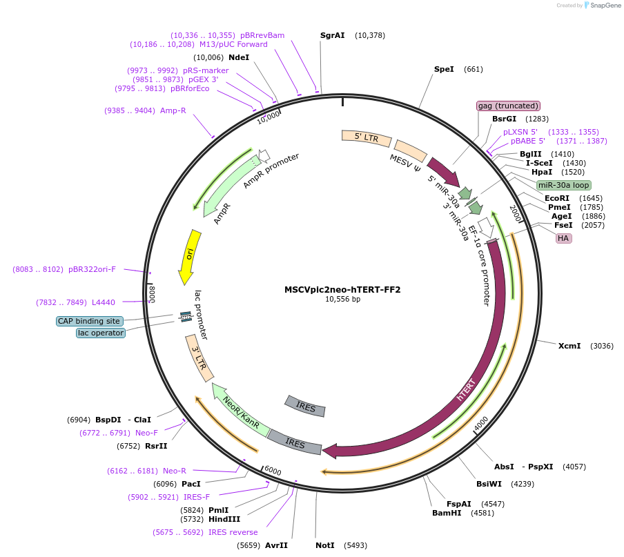 164910-plasmid-map-sequence-id-333630
