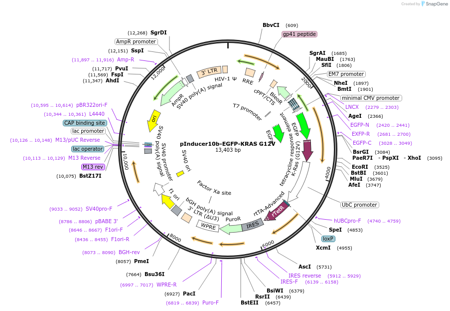 164925-plasmid-map-sequence-id-333648