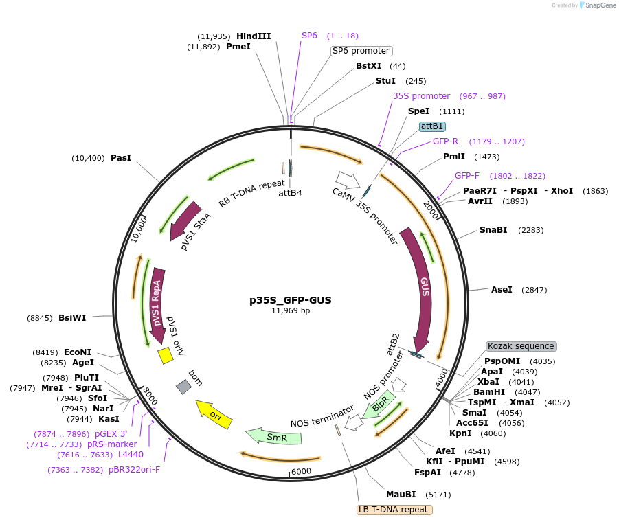 167122-plasmid-map-sequence-id-333679