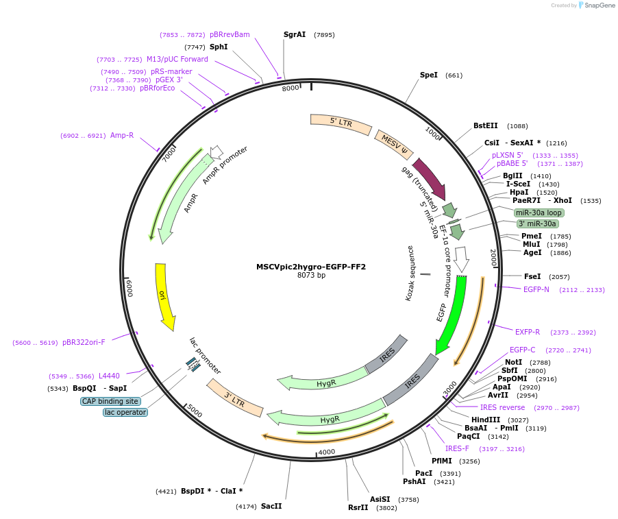 164921-plasmid-map-sequence-id-333683