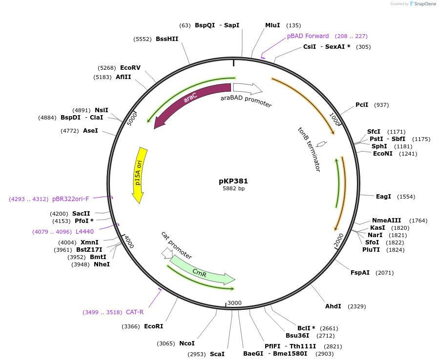 167592-plasmid-map-sequence-id-333688