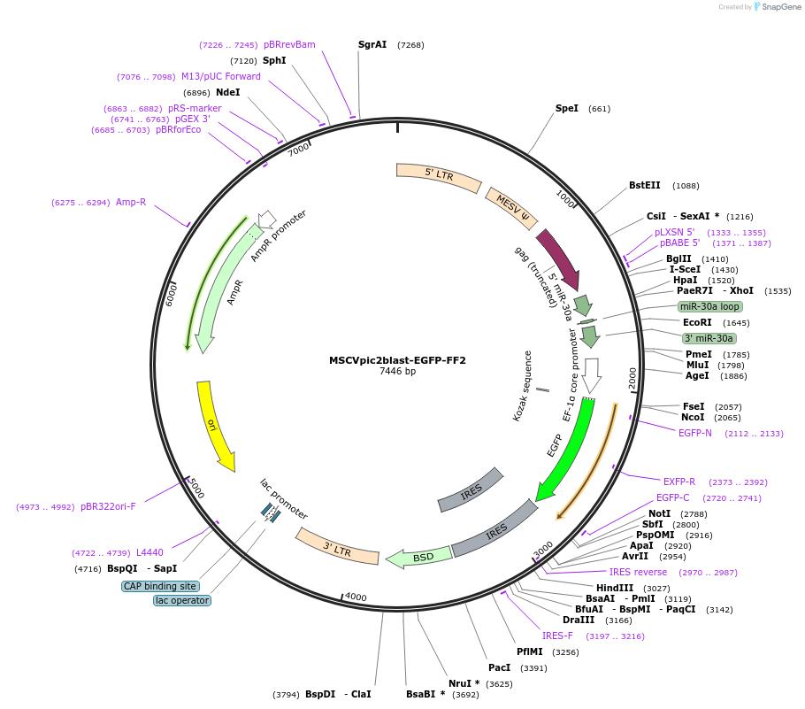 164923-plasmid-map-sequence-id-333689