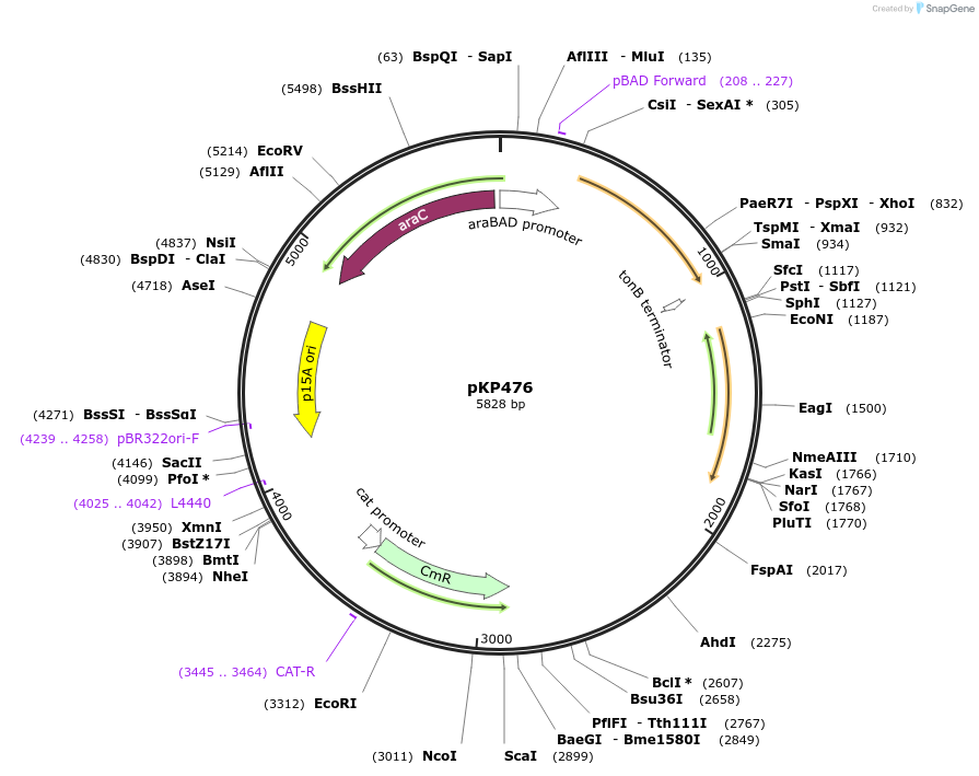 167594-plasmid-map-sequence-id-333691