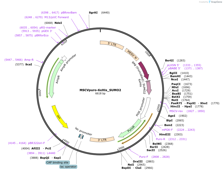 164938-plasmid-map-sequence-id-333695