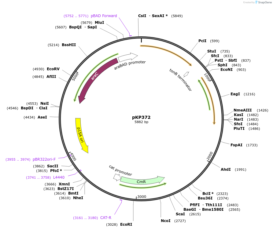 167593-plasmid-map-sequence-id-333696